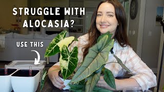 This Substrate is Saving my Alocasia Collection Transferring More Alocasia From Soil to Pon [upl. by Gnod484]