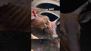 This cow was trapped in a sewer for 10 days 🥹💕 heartwarming wholesome stories [upl. by Sarena887]