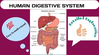 Human Digestive System Explained Easy to Understand How Digestion Works [upl. by Kata431]