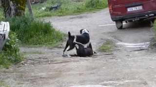 CÃƒES A LUTAR OU A BRINCAR JUNTO Ã BARRAGEM DE BELVER ORTIGA  MAÃ‡ÃƒO [upl. by Anilorac]