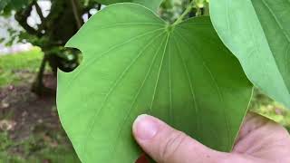 Bauhinia Variegata tree Orchid Tree [upl. by Zed55]