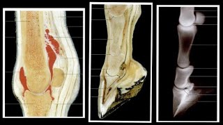 Fetlock Pastern and Coffin Joint  Syndesmology  ANATOMY by Dr Rakhi Vaish  NDVSU  Lecture [upl. by Ignacius333]