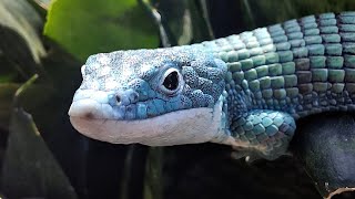 Abronia Graminea Dragoncito Azul Lagarto de las Bromelias [upl. by Dario152]