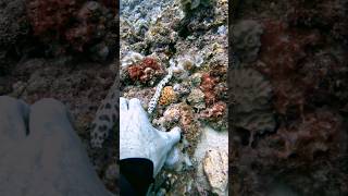 Snake Eel CLOSE ENCOUNTER ocean nature Eel fish fishing scubadiving epic VIRAL [upl. by Eissak]