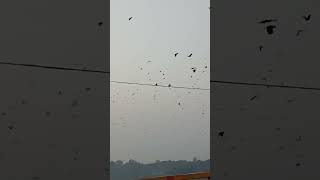 কত পাখি বেউথা ব্ৰিজে shorts beutha birds manikganj video doyelagro [upl. by Meakem]