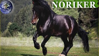 TOP Beautiful Noriker Horse in the World [upl. by Khorma]