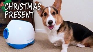 CORGIS BEST CHRISTMAS PRESENT  Life After College Ep 457 [upl. by Nnylyma]