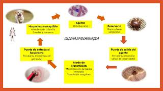 Ehrlichiosis canina [upl. by Areht]