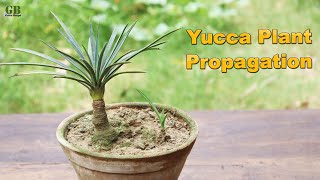 Yucca plant propagation  Super easy method to grow yucca plant [upl. by Buskirk]