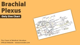 Brachial Plexus  3  Only One Chart  The Charsi of Medical Literature [upl. by Eitsrik]