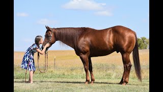 2024 Cowgirl Cadillacs Sale Horse  quotHot Shotquot Consigned by Megan amp Teagan Hansen [upl. by Assilla260]