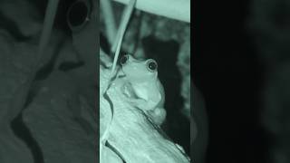 Tree frog hunting for crickets [upl. by Aniteb]