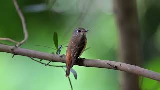 Ferruginous Flycatcher at Singapore Botanic Gardens Nov 15 2024 [upl. by Jola]