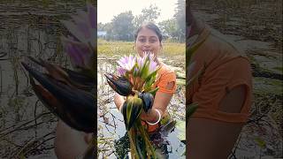 এত বড় সাপলার ঢ্যাপ পেলাম আজ ।। Waterlily flower seeds floweringplant waterlilypond flower viral [upl. by Nitsir129]