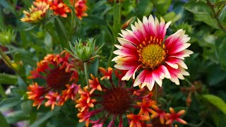 How to grow and take care Gaillardia Flower or Blanket Flower  Bananis Garden [upl. by Ardnauqal]