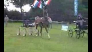 tuigpaard dutch harness horse [upl. by Atirac524]