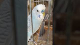 Periquito Australiano Cantando shorts parakeets aves parrot [upl. by Tarrsus]