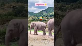 Funny elephant 😂 ll amazing video 😂 [upl. by Fonsie]