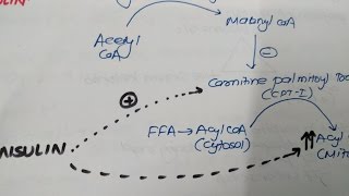 Mechanism of DKA Diabetic Ketoacidosis in Type 1 Diabetes Mellitus DM [upl. by Roma40]