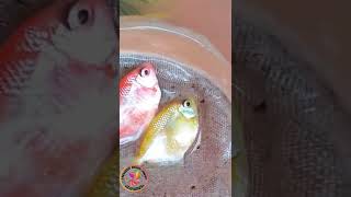 Tetra Breeding farming trending shorts satisfying diy upload daily viral fish color tetra [upl. by Yekim]