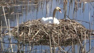 Schwanenfamilie  Höckerschwäne beim Brüten und Territoriumausbau  Erweiterung der Schutzzone [upl. by Anileme]