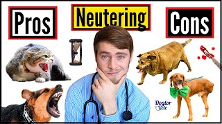 The Spay And Neuter Controversy  Everything YOU Need To Know   Pros amp Cons Of Neutering Your Pet [upl. by Macdonell360]