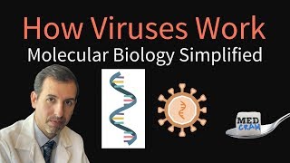 How Viruses Work  Molecular Biology Simplified DNA RNA Protein Synthesis [upl. by Nie805]