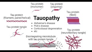 Microglial activation and tau transmission aggravated by Galectin3 in tauopathy [upl. by Neils]