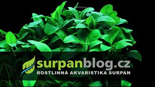 Anubias barteri var nana  Anubis zakrslý  Akvarijní rostliny  SURPANcz [upl. by Enisaj]