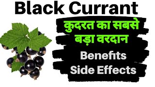 Black currant fruit ke fayde kya hain  health benefits use side effects in hindi  Renatus Nova [upl. by Osrit]