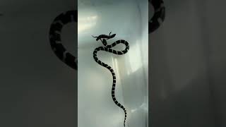 How do snakes constrict [upl. by Einahpet]