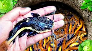 WowCatching Strange Fish In Giant Surprise Colorful koi Kim Kim Fish Three Tailed Fish Catfish561 [upl. by Alarice]