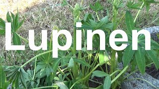 Lupinen pflege gießen düngen Standort vermehren überwintern schneiden Lupine Lupinus Wolfsbohne [upl. by Nahaj790]