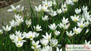 Zephyranthes Plant Growing Guide Rain lily  Zephyr Lily [upl. by Arnulfo598]