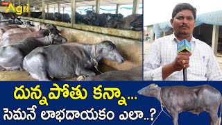 Buffalo Dairy Farm Shed Design  దున్నపోతు కన్నా సెమనే లాభదాయకం ఎలా Tone Agri [upl. by Gilbertine332]