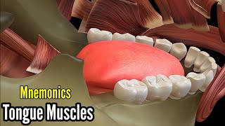 Muscles of the tongue mnemonics  Intrinsic and Extrinsic Muscles of Tongue  Tongue muscle anatomy [upl. by Barcellona]