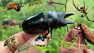 hunt various species of insectsgrasshoppersbeetlesbees [upl. by Coralyn]