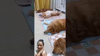 Sweet moments of adorable dogsdogdogs happydog cutedog sweetdog shortvideo doglover doglife [upl. by Arbba]