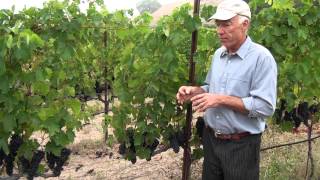 What Can You Use in Organic Grape Growing [upl. by Ardiedak494]