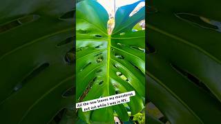 monstera monsteraplant houseplants plants indoorplant fenestrated nautre garden plantcare [upl. by Aniale]