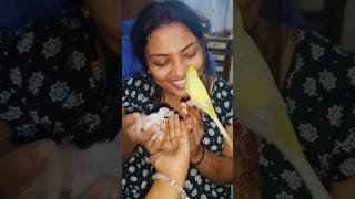 newbornlovebirds 🐦🐤 youtubeshorts minivlog [upl. by Mahla]