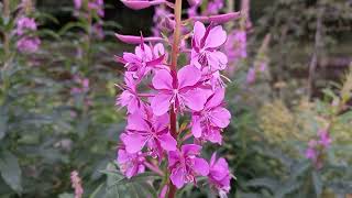 Rosebay Willowherb Exploring the Versatility and Beauty of this Wildflower [upl. by Eilyk]