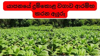 යාපනයේ දුම්කොළ වගාව ආරම්භ කරන අයුරු  How to cultivate Tobaccos in Jaffna  tobacco Tharaka [upl. by Currier900]