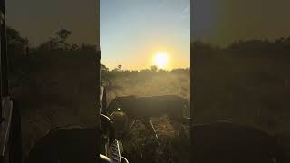 Safari Sunset and Lion  Monwana Game Lodge  Thornybush Nature Reserve  South Africa lion [upl. by Oruasi]