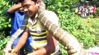 Watch 16ft King Cobra rescued from Similipal Tiger Reserve  ANI News [upl. by Nairrad]