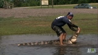 Gators Take Over Flooded Field  Gator Boys [upl. by Htebazileyram]