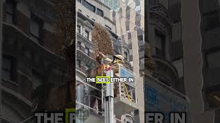 Massive Swarm of Bees Hit Times Square New York 😮🤯🐝 beekeeping nature savethebees honeybee [upl. by Farmer]