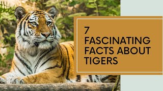 7 interesting facts about tigers [upl. by Lemmueu]