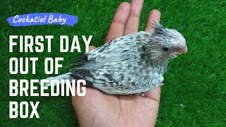 White Face Pearl  Pied Cockatiel Baby  Frist Day Out of Breeding Box  Cockatiel Bird [upl. by Lamoureux315]