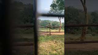 Elephant Bengaluru Bannerghatta national park viralvideo elephant wildanimals [upl. by Wilmette]